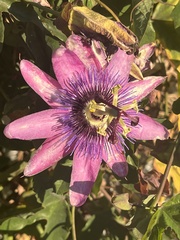 Passiflora × kewensis