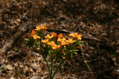Kalanchoe lanceolata