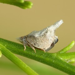 Mistharnophantia