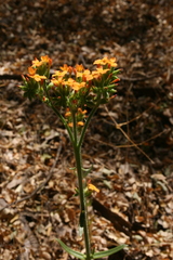 Kalanchoe lanceolata