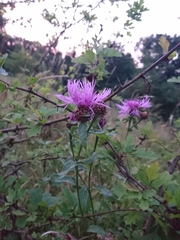 Centaurea