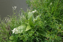 Veratrum nigrum