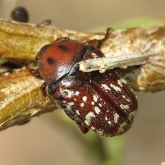 Euphoria leucographa