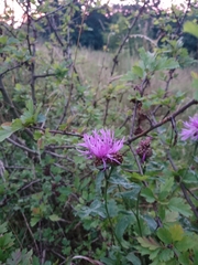 Centaurea