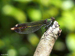 Calopteryx aequabilis