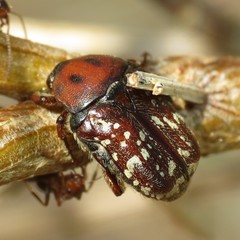 Euphoria leucographa