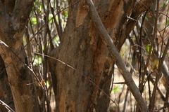 Pterocarpus lucens