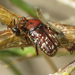 Euphoria leucographa