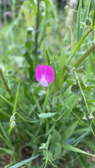 Lathyrus hirsutus