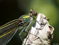Calopteryx aequabilis