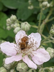Apis mellifera