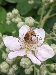 Apis mellifera