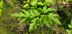 Tordylieae
