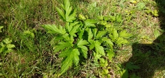 Tordylieae