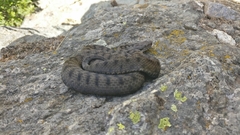 Vipera aspis aspis