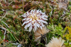 Hypochaeris incana