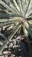 Puya gilmartiniae