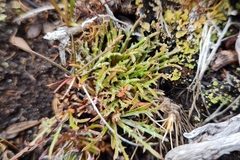 Hypochaeris incana