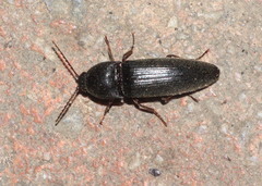 Melanotus castanipes