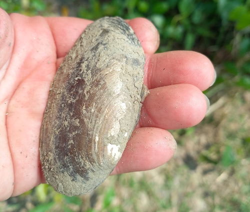 Lamellidens marginalis observed 2022-05-17