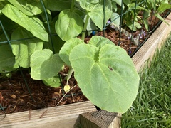 Proboscidea parviflora parviflora