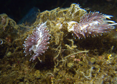 Coryphella