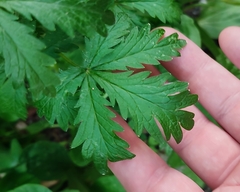 Potentilla intermedia