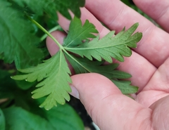Potentilla intermedia