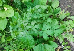 Potentilla intermedia
