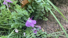 Pedicularis muscicola