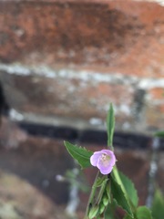 Epilobium montanum
