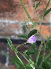 Epilobium montanum