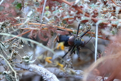 Acanthoplus discoidalis