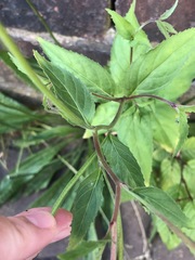 Epilobium montanum