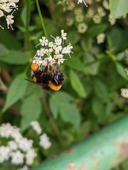 Bombus