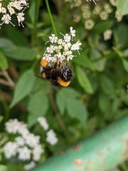 Bombus