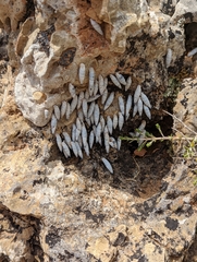 Albinaria caerulea