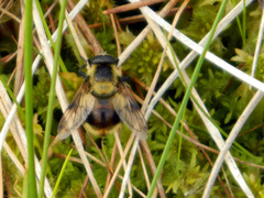 Volucella bombylans