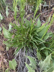 Petradoria pumila