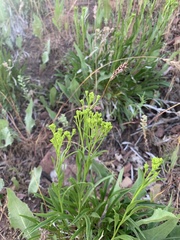 Petradoria pumila