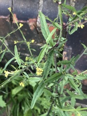 Sisymbrium officinale