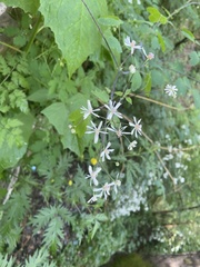 Thalictrum
