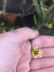 Sisymbrium officinale