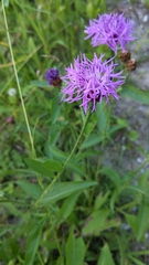 Centaurea jacea