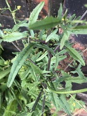 Sisymbrium officinale