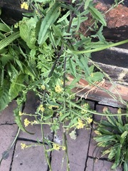 Sisymbrium officinale