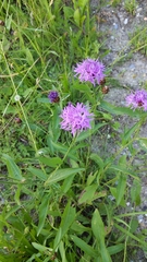 Centaurea jacea