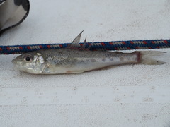 Percopsis omiscomaycus