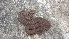 Vipera walser