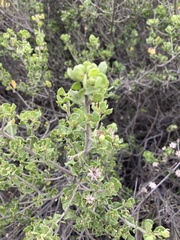 Baccharis vernalis